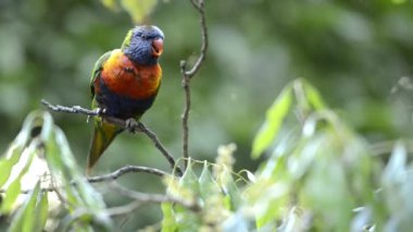 Gün boyunca dışarı doğada gökkuşağı lorikeets.