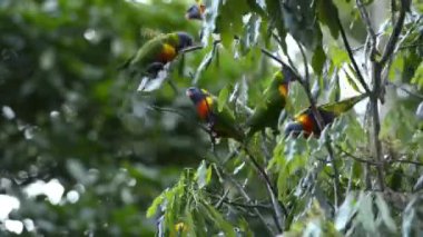 Gün boyunca dışarı doğada gökkuşağı lorikeets.
