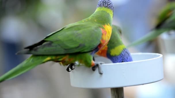 彩虹在白天 Lorikeets — 图库视频影像