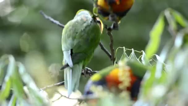 Lorikeets Rainbow Łonie Natury Ciągu Dnia — Wideo stockowe