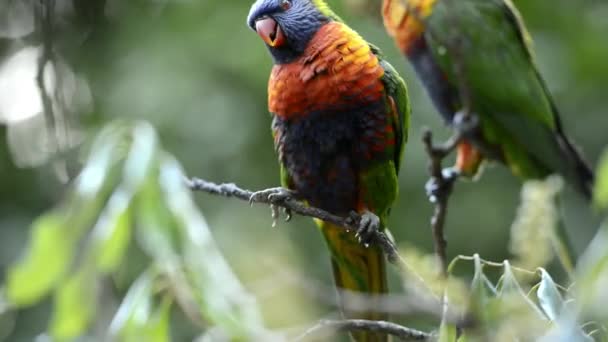 Duha Lorikeets Venku Přírodě Během Dne — Stock video