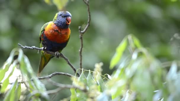 Regenbogenloriketen Tagsüber Der Natur Unterwegs — Stockvideo