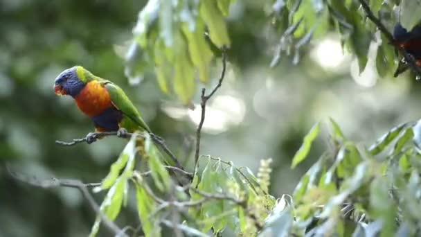 Regenbogenloriketen Tagsüber Der Natur Unterwegs — Stockvideo