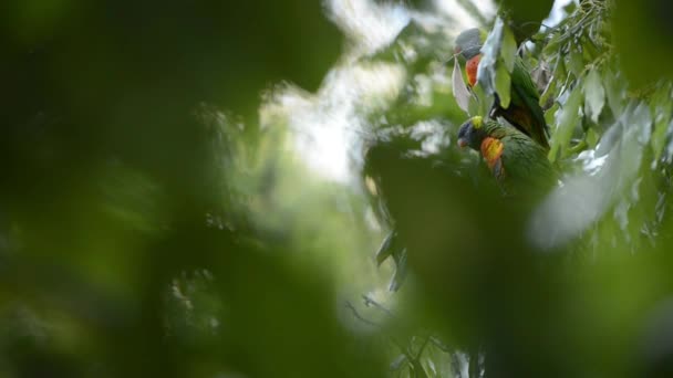 Regenbogenloriketen Tagsüber Der Natur Unterwegs — Stockvideo