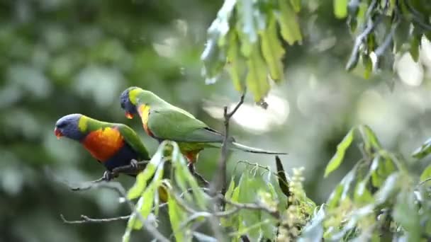 Lorikeets Rainbow Łonie Natury Ciągu Dnia — Wideo stockowe