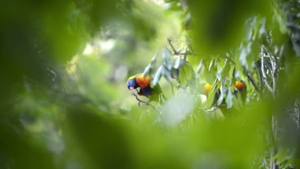 Rainbow Lorikeets Ute Naturen Dagen — Stockvideo