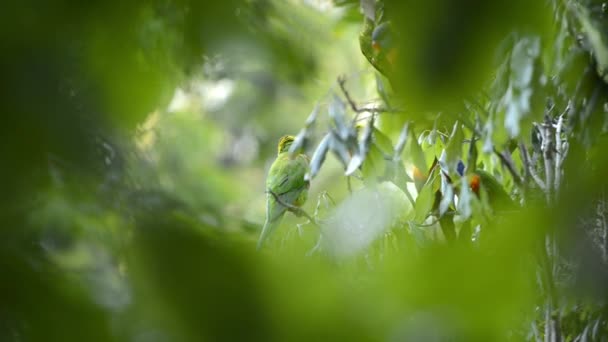 Rainbow Lorikeets Ute Naturen Dagen — Stockvideo