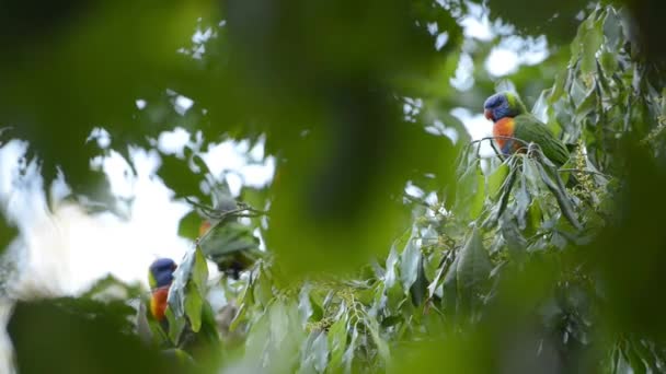 Rainbow Lorikeets Ute Naturen Dagen — Stockvideo