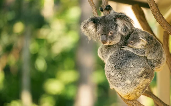 Sevimli Avustralyalı anne Koala onu joey ile. — Stok fotoğraf