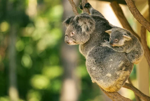 Sevimli Avustralyalı anne Koala onu joey ile. — Stok fotoğraf