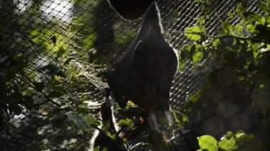 Gri başlı Uçan Tilki yarasaları küçük bir grup