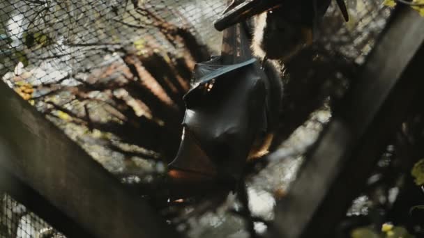 Pequeño Grupo Murciélagos Zorro Volador Cabeza Gris — Vídeos de Stock