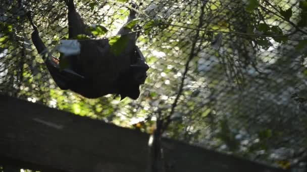 Piccolo Gruppo Pipistrelli Volanti Dalla Testa Grigia — Video Stock
