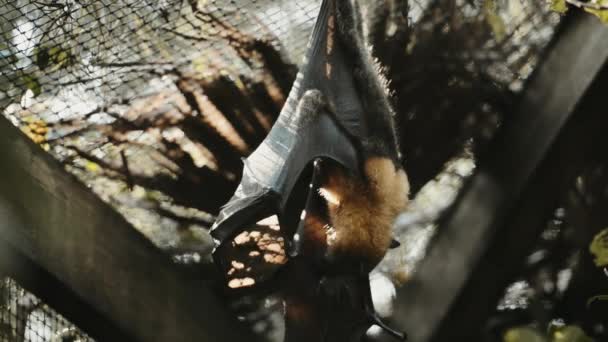 Piccolo Gruppo Pipistrelli Volanti Dalla Testa Grigia — Video Stock