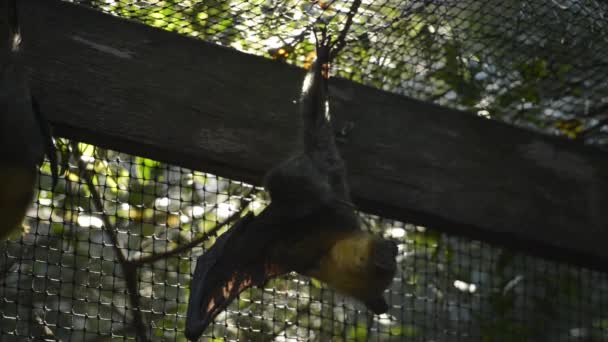 Pequeño Grupo Murciélagos Zorro Volador Cabeza Gris — Vídeos de Stock