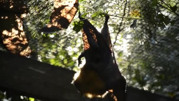 Small Group Grey Headed Flying Fox Bats — Stock Video