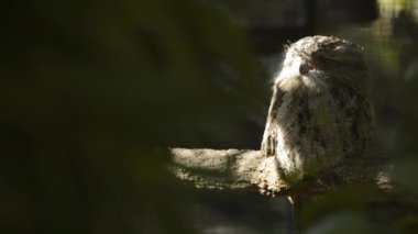 Tawny Frogmouth gündüz istirahat