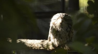 Tawny Frogmouth gündüz istirahat