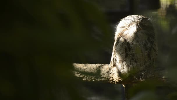 Tawny Frogmouth Odpoczynku Ciągu Dnia — Wideo stockowe