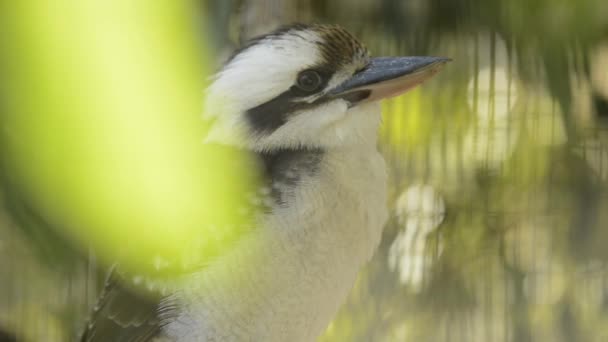 Lachende Kookaburra Der Natur Tag — Stockvideo