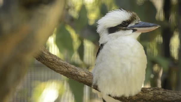 Lachende Kookaburra Der Natur Tag — Stockvideo