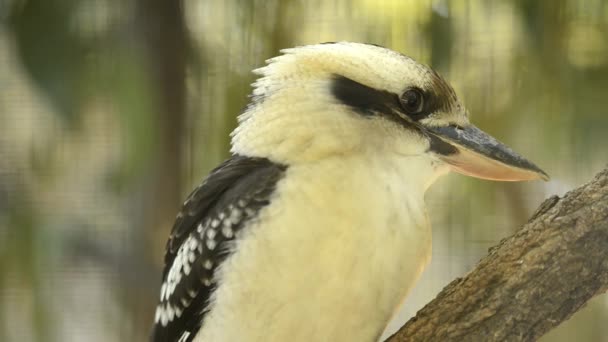 Riendo Kookaburra Entre Naturaleza Durante Día — Vídeo de stock