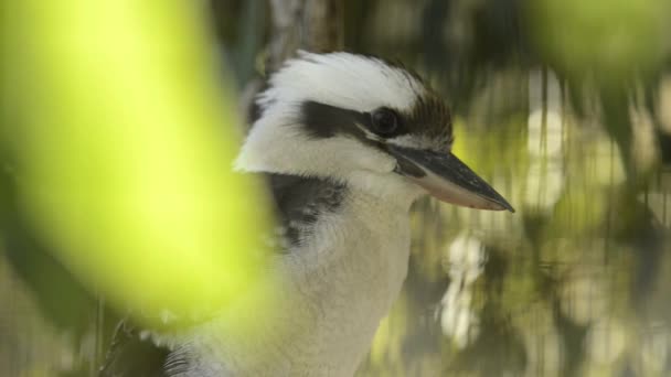 Skratta Kookaburra Bland Naturen Dagen — Stockvideo