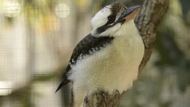 Skratta Kookaburra Bland Naturen Dagen — Stockvideo