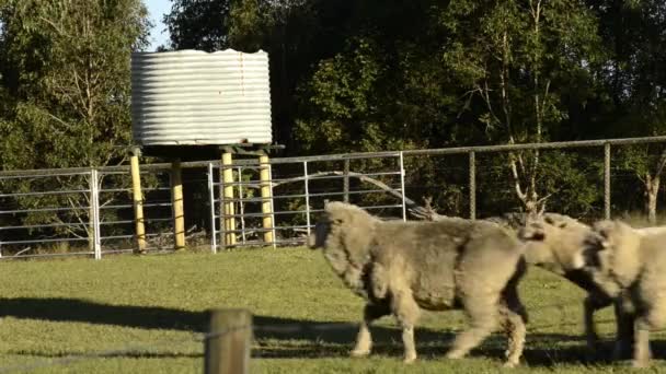 Kudde Schapen Ook Bekend Als Een Kudde Boerderij Gedurende Dag — Stockvideo