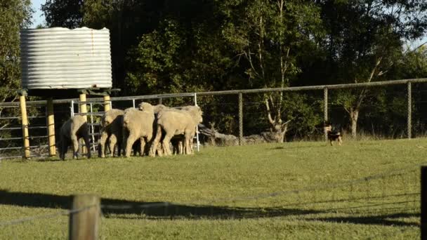 Troupeau Moutons Également Connu Sous Nom Troupeau Ferme Pendant Journée — Video