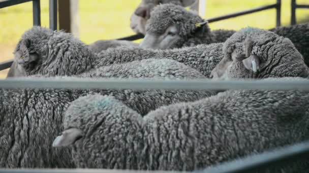 羊群也被称为羊群在农场在白天的时间 — 图库视频影像