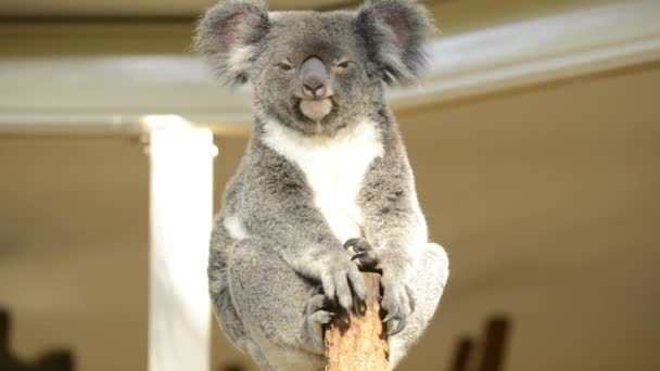 Australische Koala Een Boom Die Overdag Rust — Stockvideo