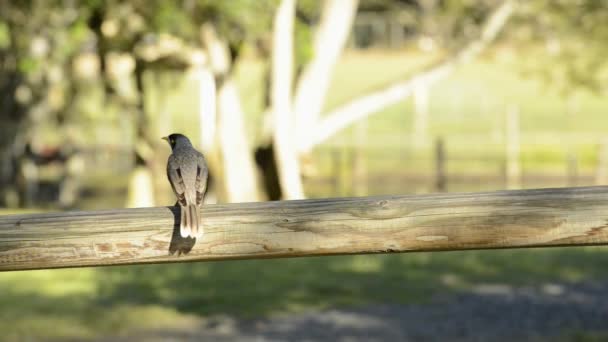 白天在大自然中的嘈杂的矿工鸟 — 图库视频影像