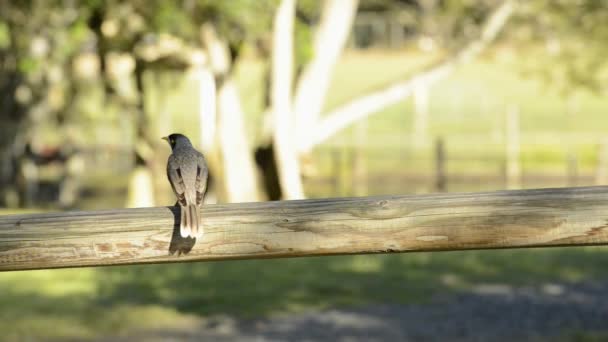 Luidruchtige Miner Bird Buiten Onder Natuur Tijdens Dag — Stockvideo