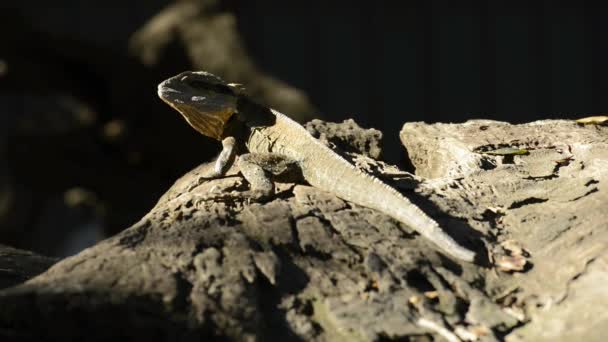 Eastern Water Dragon Nature Day — Stock Video