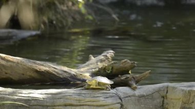 Mary River Turtle gün boyunca doğa arasında