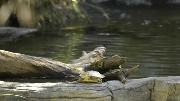 Mary River Tortuga Entre Naturaleza Durante Día — Vídeos de Stock