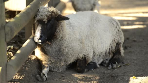 Αυστραλέζικα Πρόβατα Στη Φάρμα Κατά Διάρκεια Της Ημέρας — Αρχείο Βίντεο