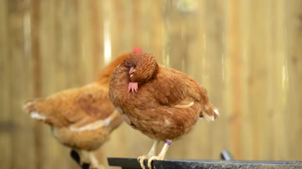 Australische Kippen Vrij Roaming Een Boerderij Gedurende Dag — Stockvideo
