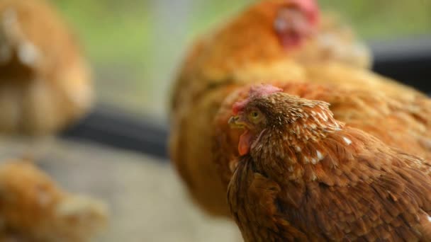 Pollos Australianos Vagando Libremente Una Granja Durante Día — Vídeo de stock