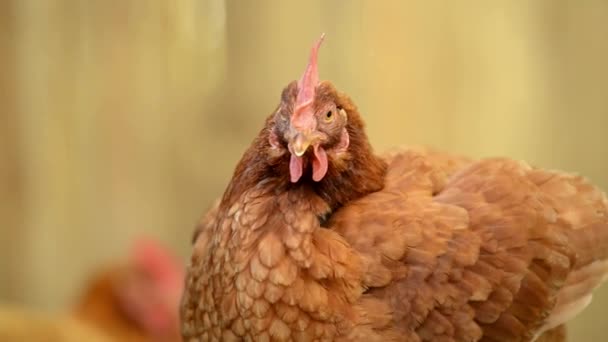 Australische Hühner Tummeln Sich Tagsüber Frei Auf Einem Bauernhof — Stockvideo