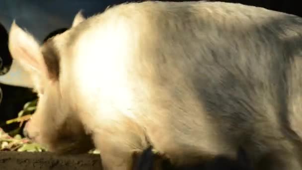 白天农场的微型猪 — 图库视频影像