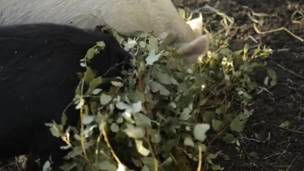 Porcs miniatures à la ferme pendant la journée 