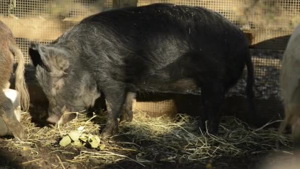 Miniature Pigs Farm Day Time — Stock Video