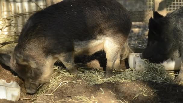 日中の農場のミニチュア豚 — ストック動画