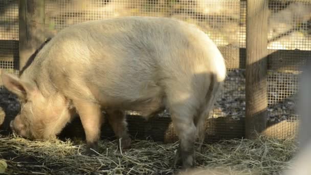 Miniatuur Varkens Boerderij Gedurende Dag — Stockvideo