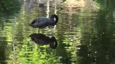 Kırmızı gagalı güzel siyah kuğu suda kendini temizliyor.