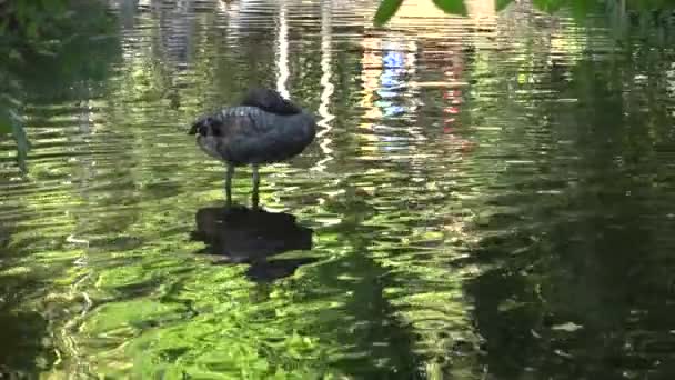 Hermoso Cisne Negro Con Pico Rojo Que Limpia Agua — Vídeo de stock