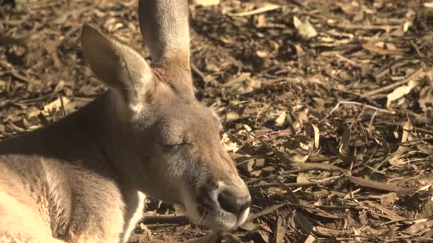 Cute Australian Kangaroo Outdoors Nature Day — стоковое видео