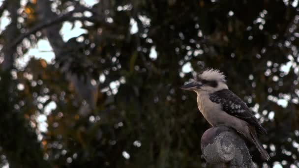 Αυστραλιανή Kookaburra Από Μόνη Της Ανάπαυσης Εξωτερικούς Χώρους Κατά Διάρκεια — Αρχείο Βίντεο